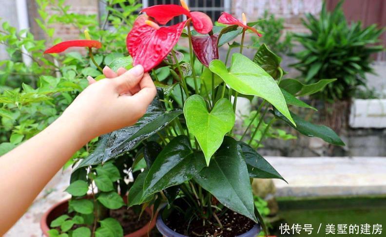 出问题|红掌很多人养不好,因为它有“5怕”,最后1点很多人都没做好!