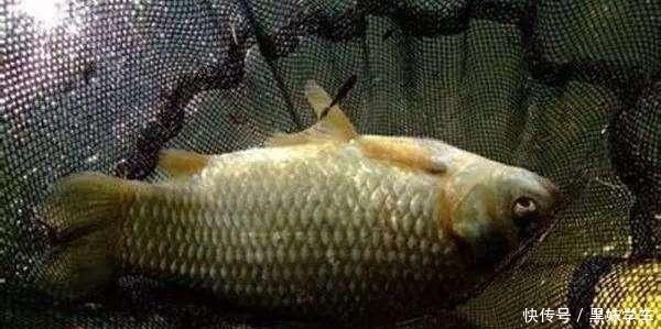 鱼类|钓鲫鱼为何不出现“钝口”难道是钓钝了