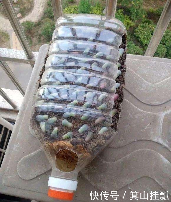 油桶|剩下的空油桶先别扔,教你变废为宝,半月不浇水也没事!