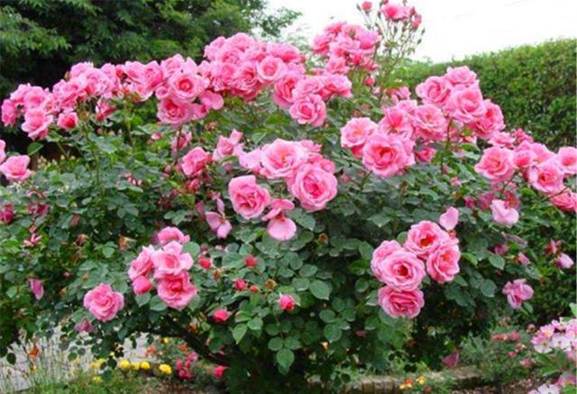 冬天月季要巧剪,“3个技巧”很实用,学会了春天新枝多又壮