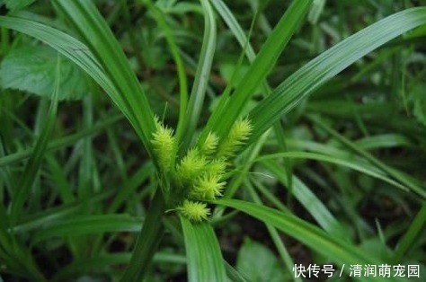 贵州草药|农村一种野草长相丑陋,全身带刺,却是治疗女性病的好帮手!