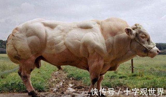 蓝牛|筋肉牛,折耳猫,茶杯犬,这些动物是如何被"人造"出来的?