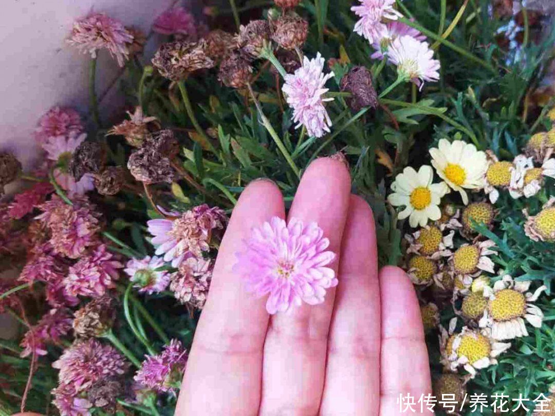 君子兰开完，会有3个“后遗症”，一定要重视