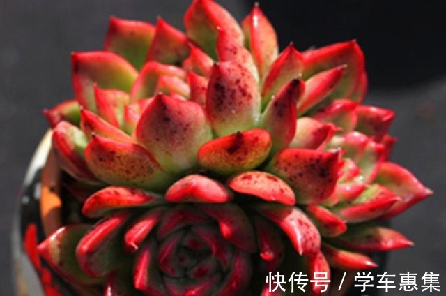 养多肉让我们明白很多道理，想得到需要等待，不珍惜可能留下遗憾！