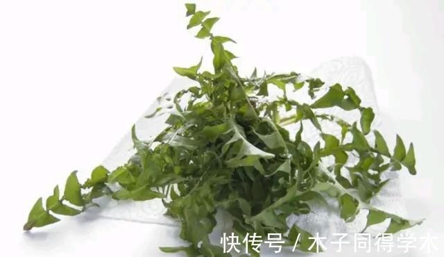 蒲公英泡水|蒲公英的叶子、根茎、花泡水喝，作用是否相同？日常牢记两不喝！