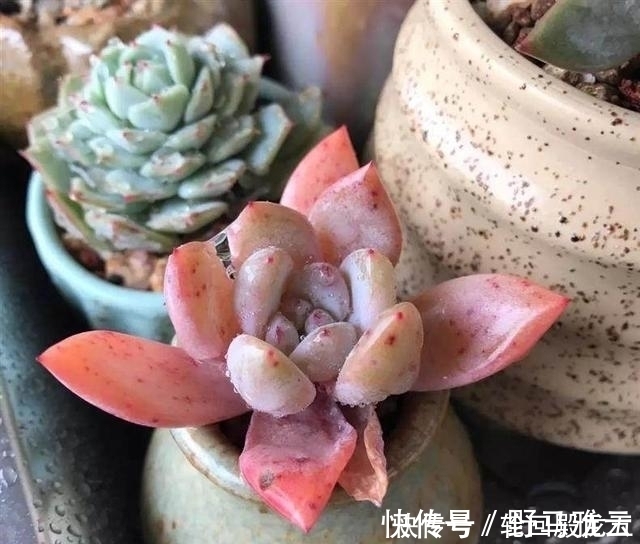 多肉|7字秘诀来养多肉,入坑9年多肉植物没徒也没腐