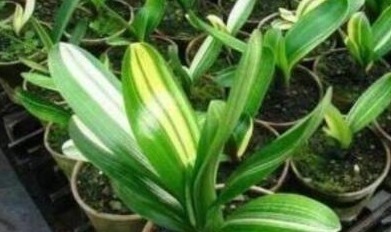 绿萝|盆底埋点“它”,绿萝、君子兰疯长如“杂草”,叶大如掌花爆满盆