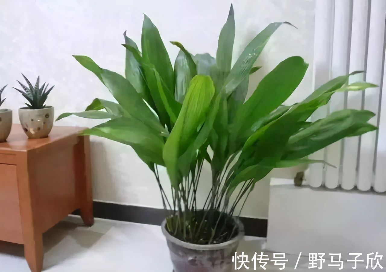 一叶兰|给家里选择“5种”耐荫花，养10年都翠绿、茂密，太省心了