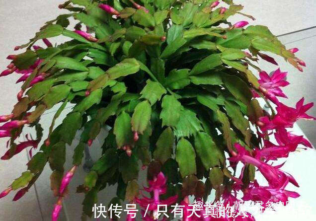 泥炭土|养蟹爪兰,花盆里撒点‘小豆豆’,叶子坚挺开花旺