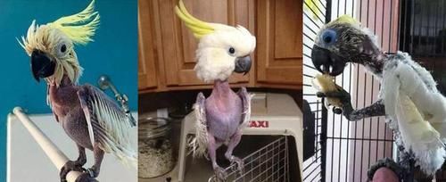 鹰的重生，折翅飞行，这些鹰的传说，都是真的吗？