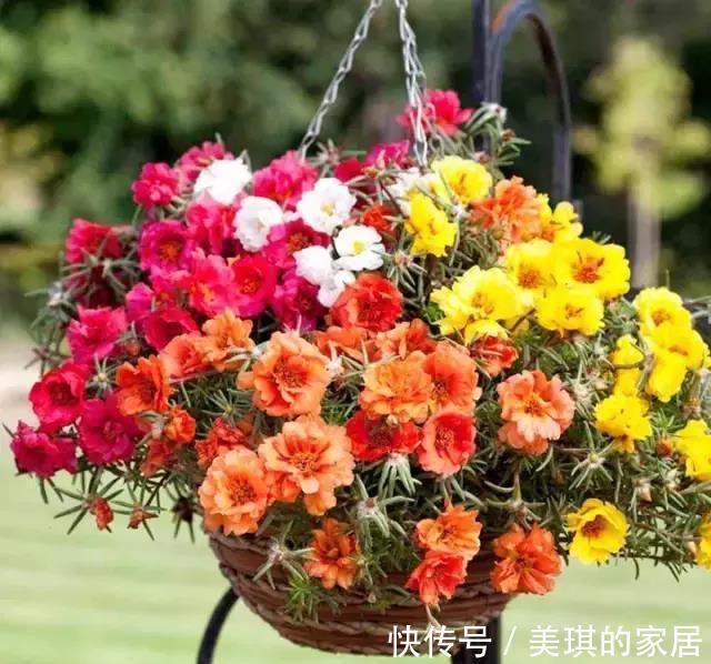 盆栽|适合盆栽吊起来养的花,这些花觉得值得你养