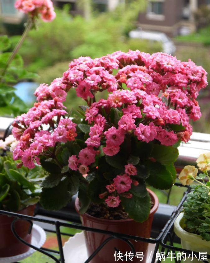 休眠|8种“漂亮花”，就怕暴雨天，淋雨就烂，赶紧搬到屋里去