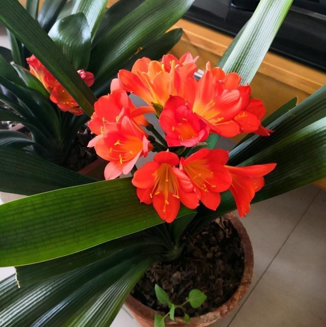 窗子|12月君子兰要“富养”,2个关键达到,3个基础做好,轻松开花