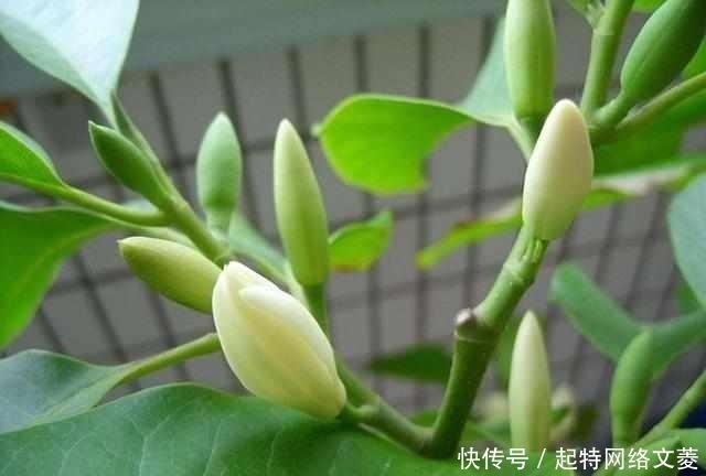 只会傻傻养绿萝?此花一开160天,遇土即活,家里香的不得了!