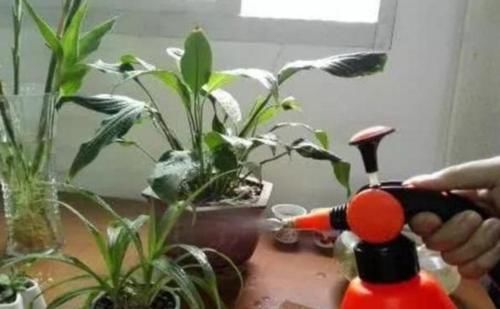 在家自制“杀虫水”，花盆里喷一喷，赶跑小虫子