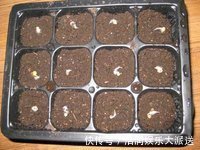 阳台|婆婆在阳台种“高钙菜”，15天摘“1篮子”，口感爽脆能“减肥