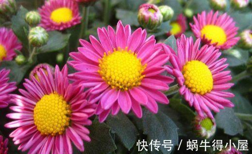白天鹅|农历7月12日开始，养花养个耐看的，花开爆盆美如花，年年开爆盆