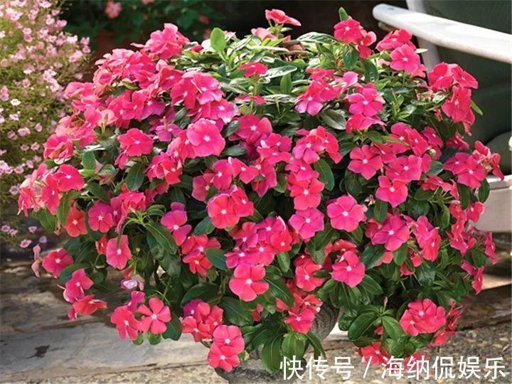 枝条|急性子养的6种花,长的快、爆花多,1盆能开大半年!