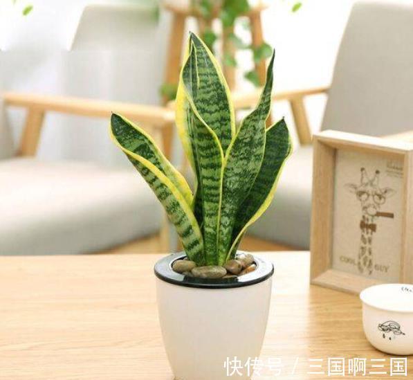 5种“怕水花”,11月后别乱浇水,不然叶子哔哔掉,还容易烂根