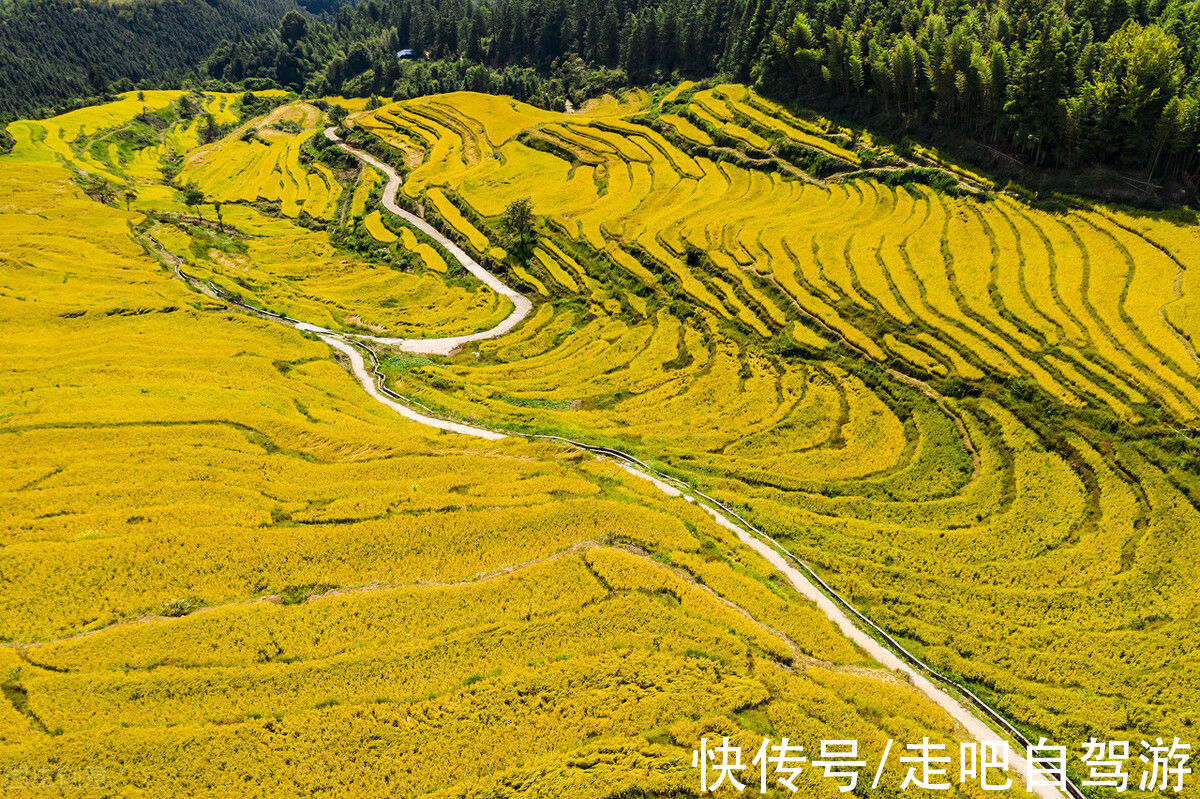 异木棉|这个自嘲只有夏天的省份，私藏了中国最丰满秋色，11、12月靓爆镜