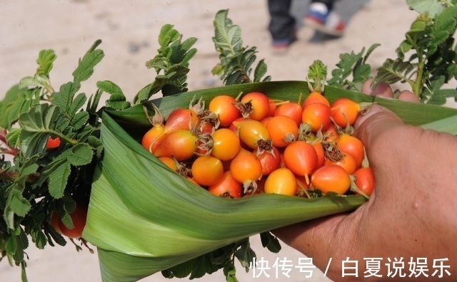 农村|这个野果在农村并不常见,我从六岁吃到十三岁,却不知道它的名字
