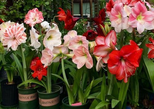 漂亮美艳的3种花，花开几个月，漂亮好养，可做年宵花，值得拥有