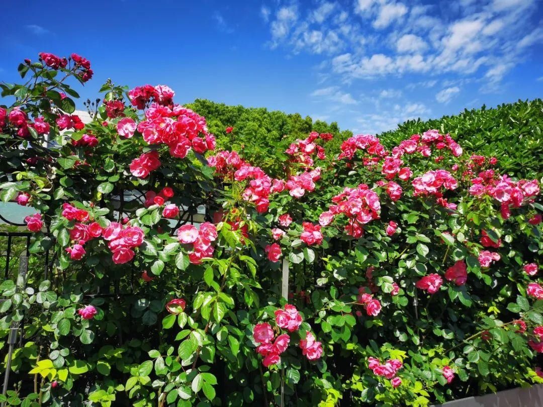 百米花墙、片片“花瀑”，长宁这里的蔷薇正迎风怒放！