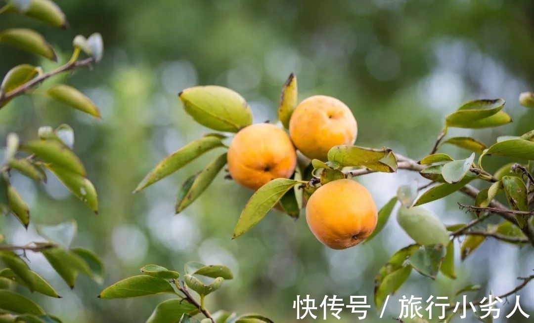 友人&一树红柿摇乡愁