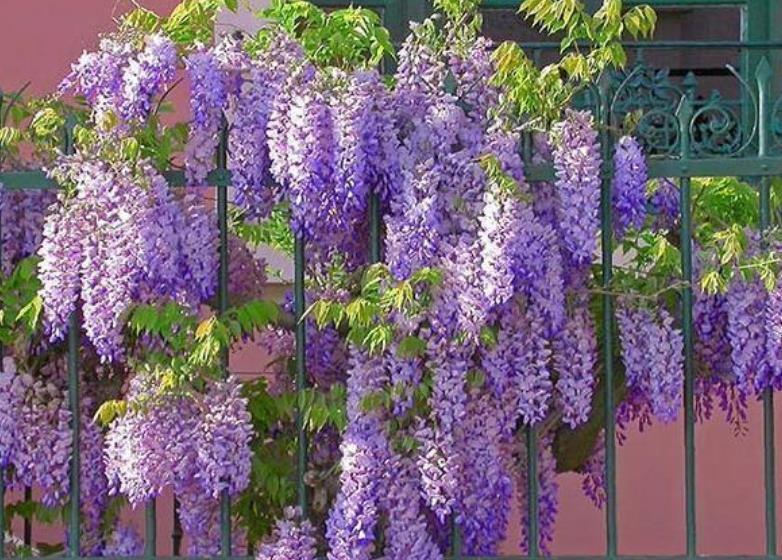 4种花是花中劳模,一年四季开花不断,阳台养出小花园