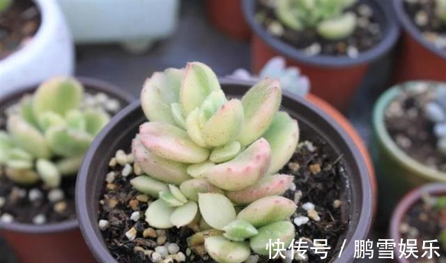 浇水|多肉疯狂爆侧芽这样浇水让它胖成“球”!新手涨姿势了