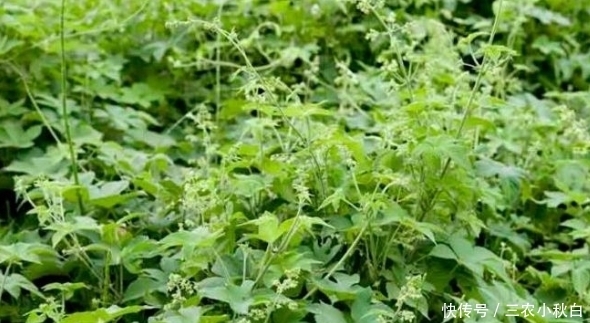 中药|乡下一种野草能割伤人,农民很是厌恶,殊不知它是一味中药