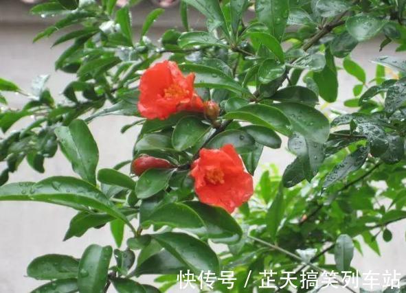 光照|诗里的“榴花似火燃”,原来,居家盆栽,开花比扶桑还漂亮