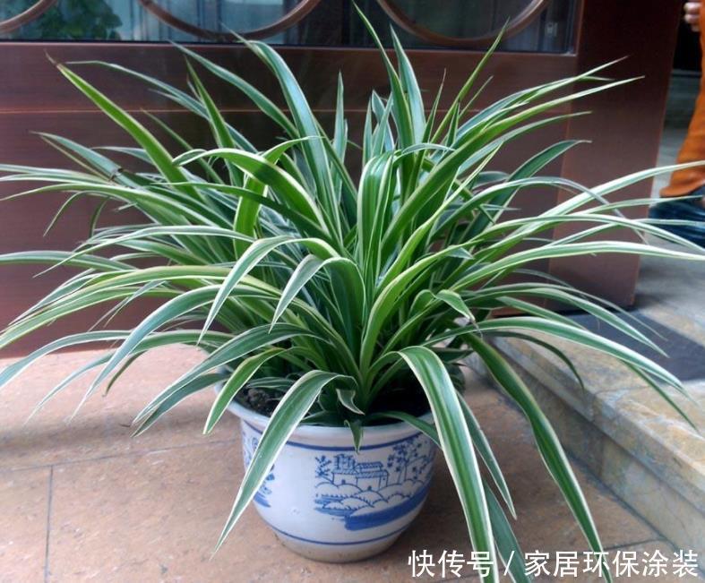 光合作用|天热养金边吊兰,盆栽牢记4点,叶子纹路清晰,小白花开不停