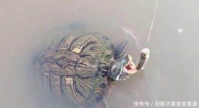 大乌龟|小伙子水塘钓乌龟,本以为很简单的事,不料下一幕却让他手脚发软