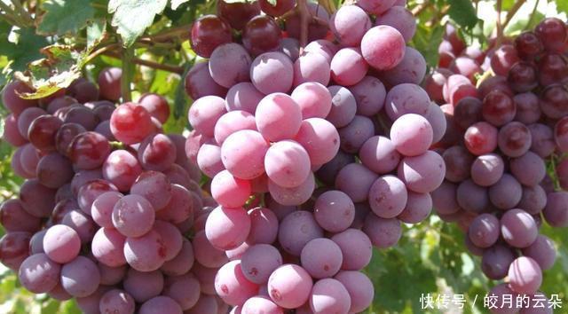 这3种葡萄别再买了,商贩自己都不会吃,家中有的建议扔掉!