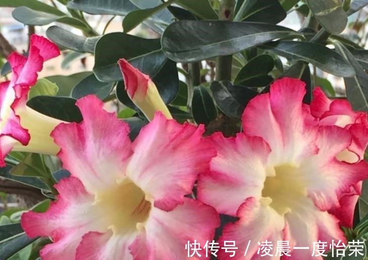 通风性|沙漠玫瑰也能养“挂”重点问题在这,找出原因并解决,才能养好