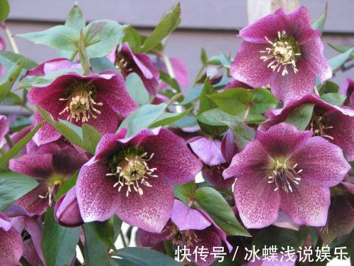 被名字耽误的8种花,好养好看开花惊艳,你最喜欢哪种?