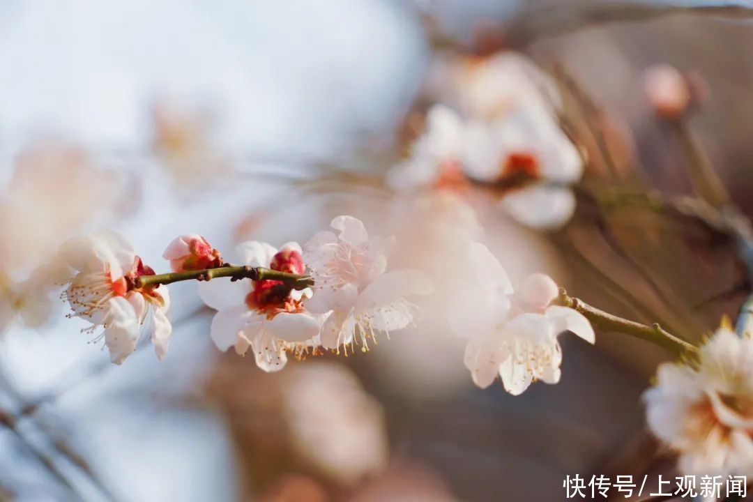 金海“梅”景，亦是美景