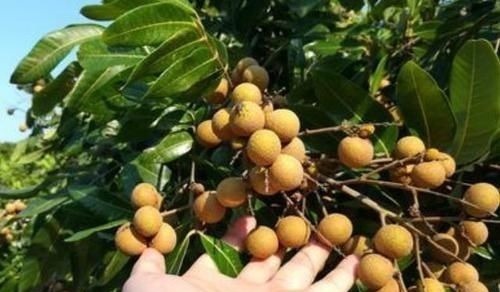 龙眼|产妇坐月子期间,4种食物要舍得吃,或能促进身体恢复