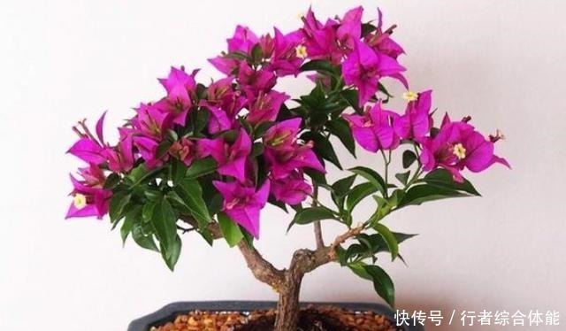 北方室内养三角梅不开花怎么办用上1勺子它,花叶轻松爆满盆!