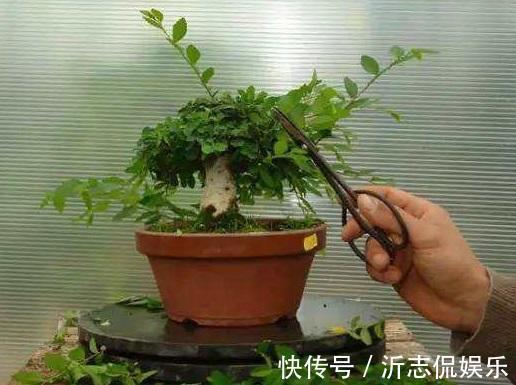 养花乐趣之一就是造型，矮化花卉保证优美造型，几年养出盆景