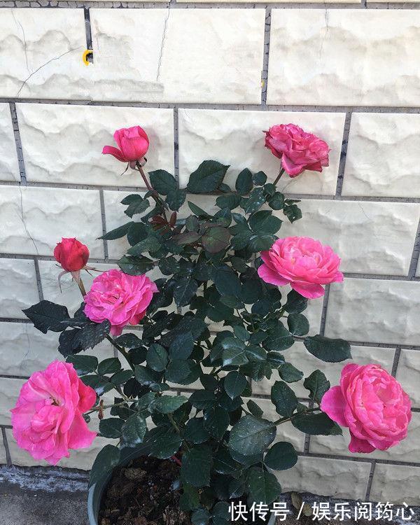 漂亮|家里养这几朵花,阳台变成小花园,鲜艳漂亮,花开枝繁叶茂