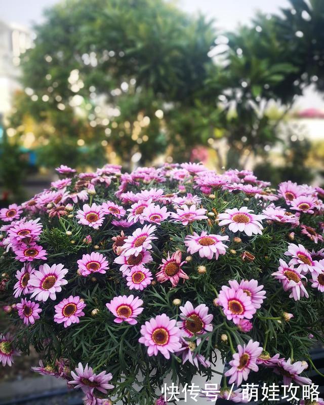 聪明人都在养的五种花，花期长、寓意好，花开一簇簇，好看极了！