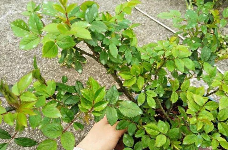 大学问|别小看养花,光修剪就是一门大学问!