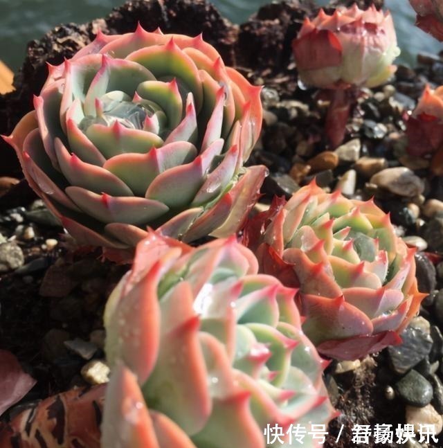 玉蝶|喜欢养多肉，应该挑战一下玉蝶，可以控出这状态，不得不佩服