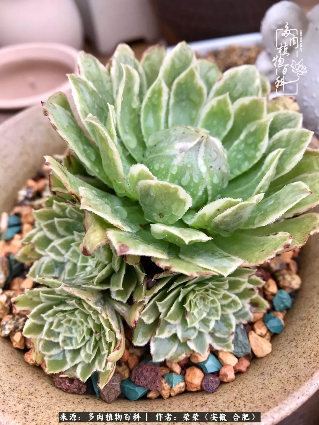 初秋时节，度夏后的多肉陆续回归！偷偷上了一层淡妆！