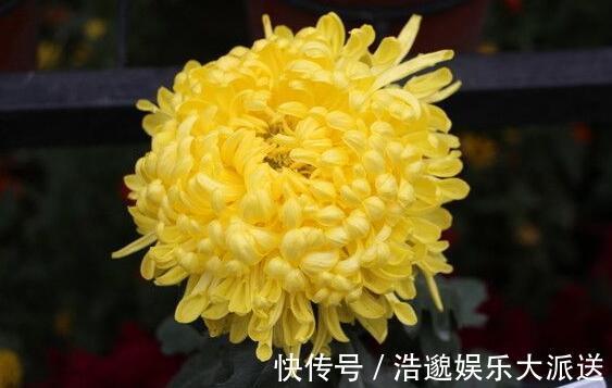 花瓣|夏季想养菊花选“绿水秋波”开花似“毛球”超可爱,养上值了