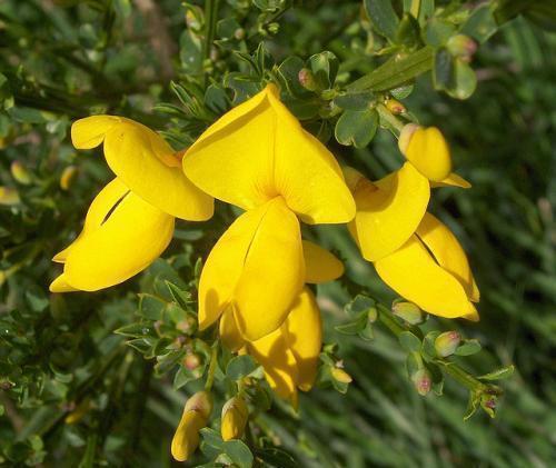 金光|喜欢菊花，不如养盆精品名花金雀花，花开金光闪耀，如金丝雀般