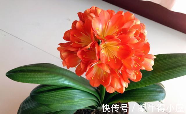 想不想君子兰快速开花？秋季做好这3点，根系满盆，快速长花苞