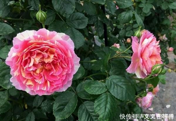 30种经典月季大合集,好看还养眼,看看你喜欢哪个